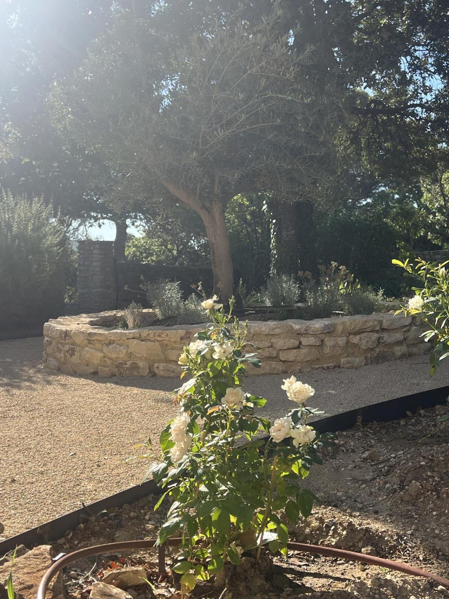 King Room Garden View