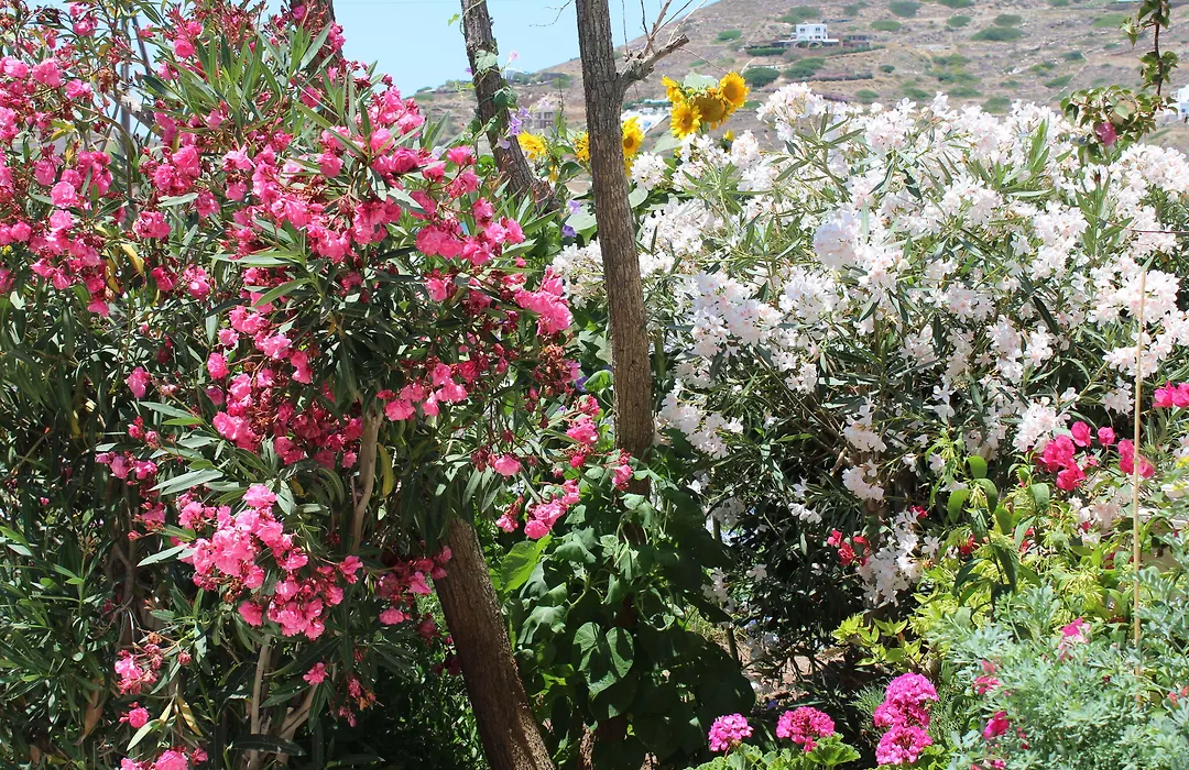 Mare Monte-1