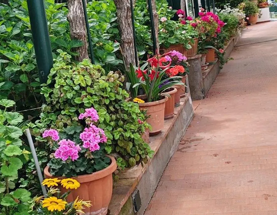 Villa dei fiori B&B-1
