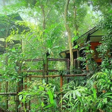 Khao Sok Tree House Resort-3