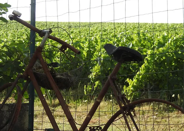 Animaux admis Au Coeur Des Vignes