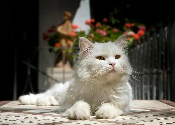  Albergo Gatto Bianco