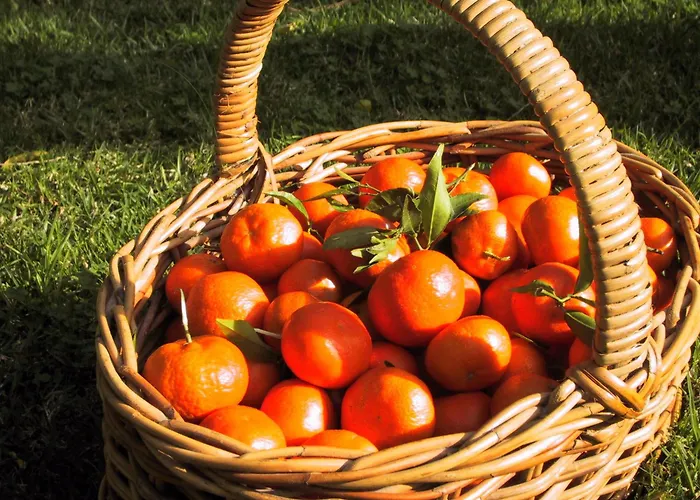 Haustierfreundliches Hotel: Finca Cas Sant