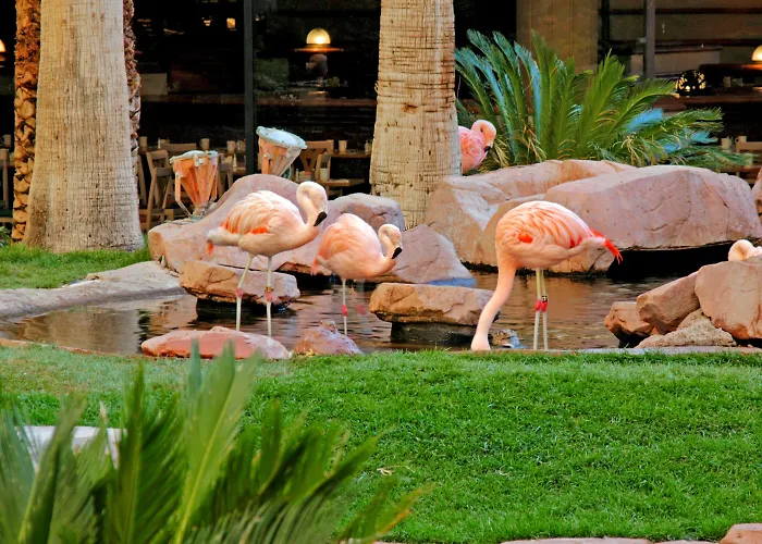 Family Hotel: Flamingo Las Vegas Hotel & Casino