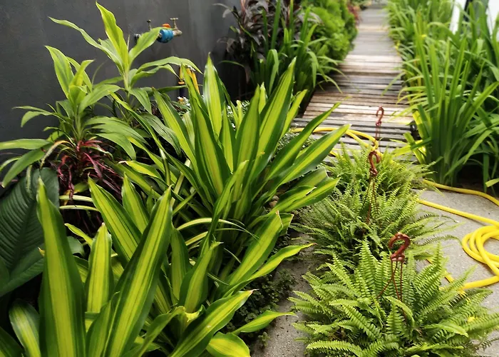 Beds In Garden Hostel