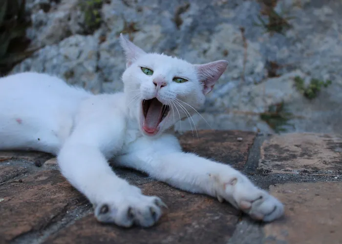 Hôtel accueillant les animaux: Zefiros Traditional Hotel